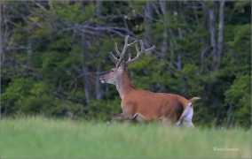 <p>JELEN LESNÍ (Cervus elaphus) Lužické hory - Líska ---- /Red deer - Rothirsch/</p>